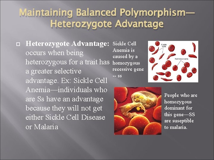 Maintaining Balanced Polymorphism— Heterozygote Advantage: occurs when being heterozygous for a trait has a