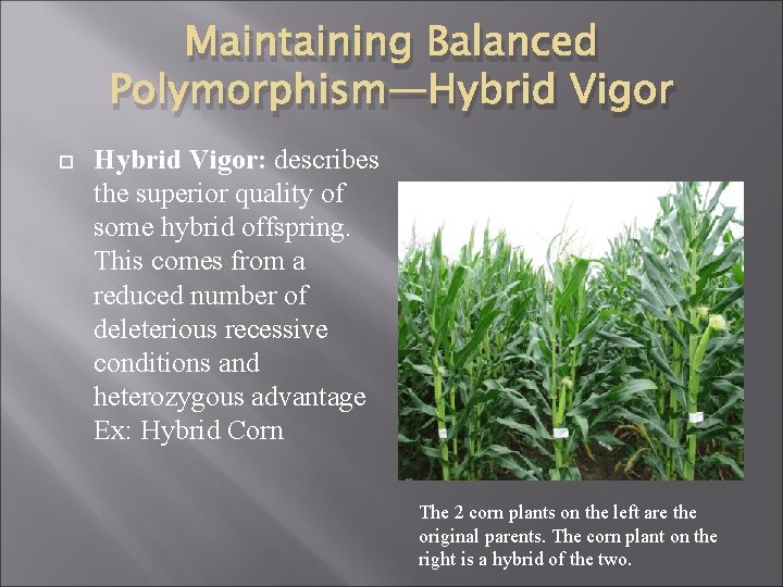 Maintaining Balanced Polymorphism—Hybrid Vigor Hybrid Vigor: describes the superior quality of some hybrid offspring.