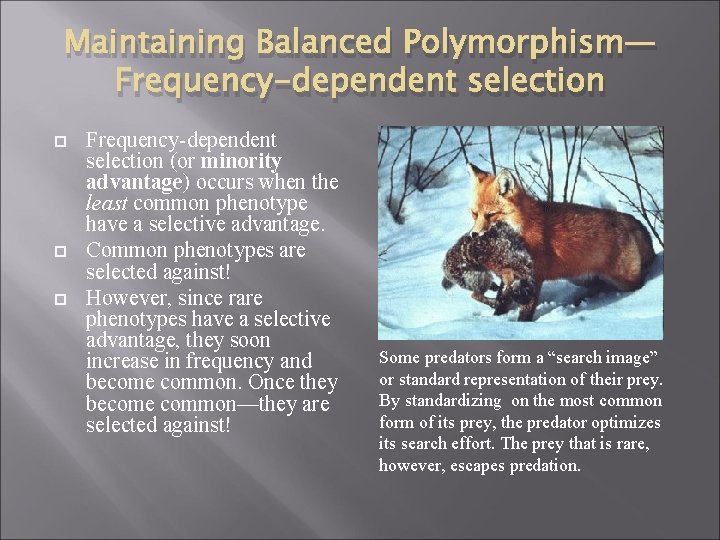 Maintaining Balanced Polymorphism— Frequency-dependent selection (or minority advantage) occurs when the least common phenotype