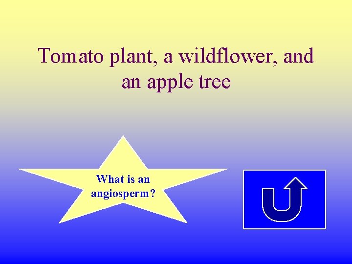 Tomato plant, a wildflower, and an apple tree What is an angiosperm? 