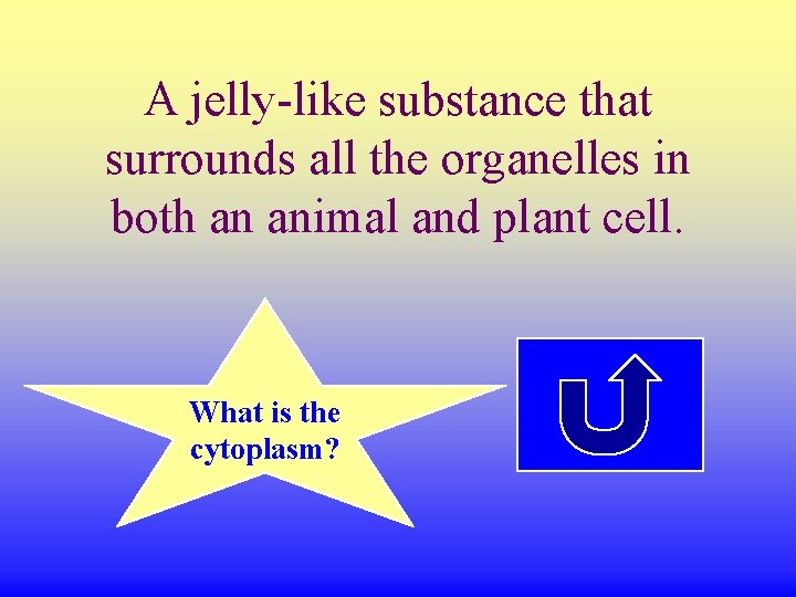 A jelly-like substance that surrounds all the organelles in both an animal and plant