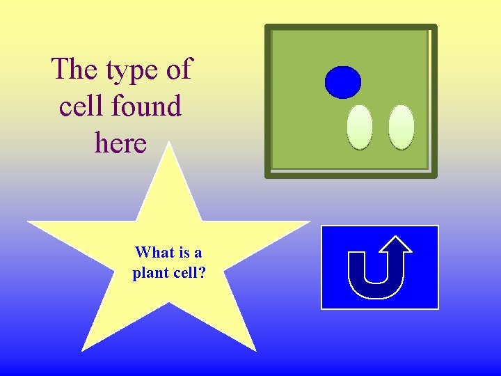 The type of cell found here What is a plant cell? 