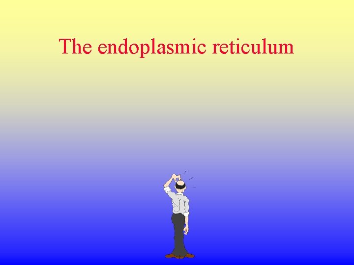 The endoplasmic reticulum 