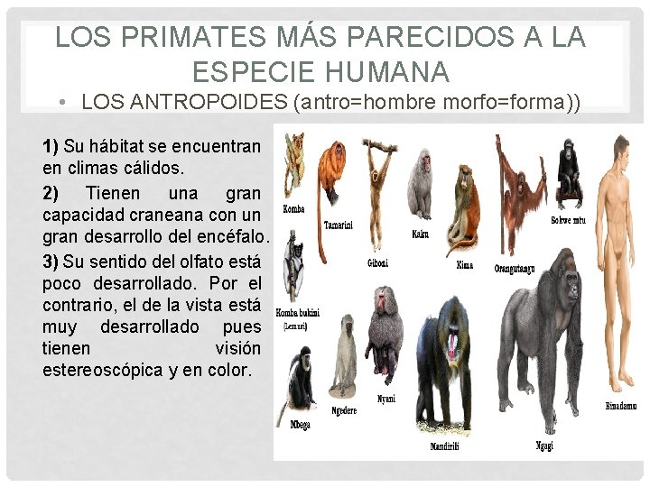 LOS PRIMATES MÁS PARECIDOS A LA ESPECIE HUMANA • LOS ANTROPOIDES (antro=hombre morfo=forma)) 1)
