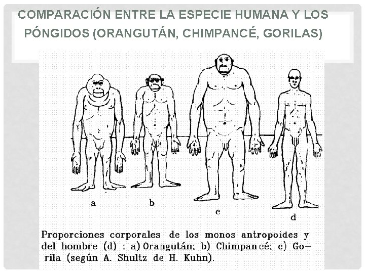 COMPARACIÓN ENTRE LA ESPECIE HUMANA Y LOS PÓNGIDOS (ORANGUTÁN, CHIMPANCÉ, GORILAS) 