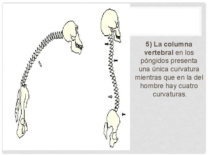 5) La columna vertebral en los póngidos presenta una única curvatura mientras que en