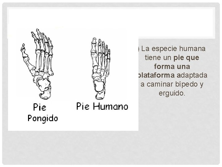 7) La especie humana tiene un pie que forma una plataforma adaptada a caminar