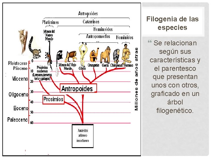 Filogenia de las especies Se relacionan según sus características y el parentesco que presentan
