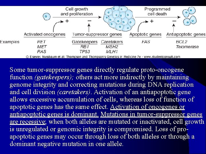 l Some tumor-suppressor genes directly regulate proto-oncogene function (gatekeepers); others act more indirectly by