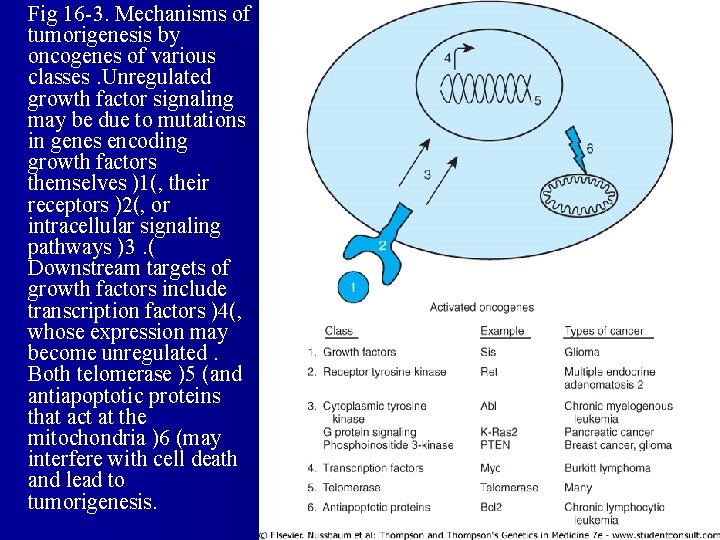 l Fig 16 -3. Mechanisms of tumorigenesis by oncogenes of various classes. Unregulated growth