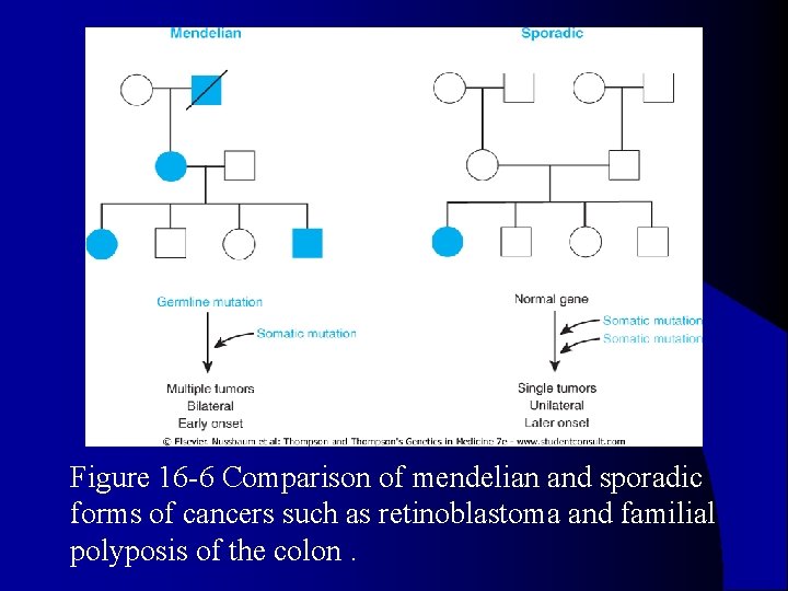l Figure 16 -6 Comparison of mendelian and sporadic forms of cancers such as
