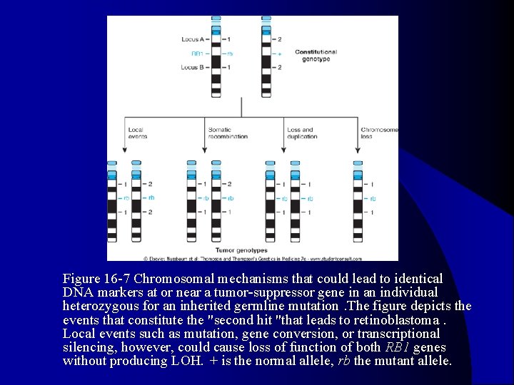 l Figure 16 -7 Chromosomal mechanisms that could lead to identical DNA markers at