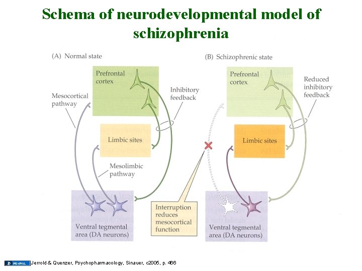 Schema of neurodevelopmental model of schizophrenia 11 Jerrold & Quenzer, Psychopharmacology, Sinauer, c 2005,