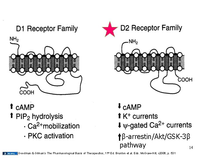 β-arrestin/Akt/GSK-3β pathway 14 Goodman & Gilman’s The Pharmacological Basis of Therapeutics, 11 th Ed.