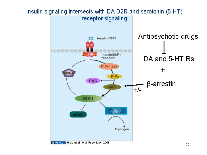 Insulin signaling intersects with DA D 2 R and serotonin (5 -HT) receptor signaling