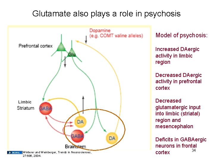 Glutamate also plays a role in psychosis Model of psychosis: Increased DAergic activity in