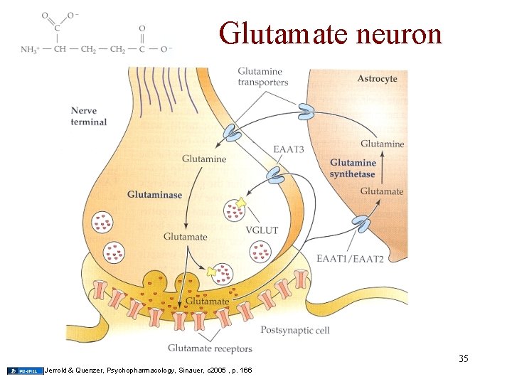 Glutamate neuron 35 Jerrold & Quenzer, Psychopharmacology, Sinauer, c 2005 , p. 166 