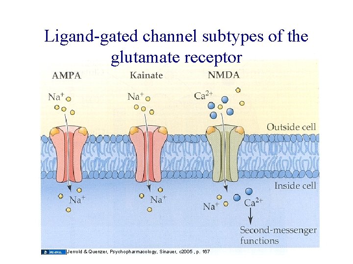 Ligand-gated channel subtypes of the glutamate receptor Jerrold & Quenzer, Psychopharmacology, Sinauer, c 2005