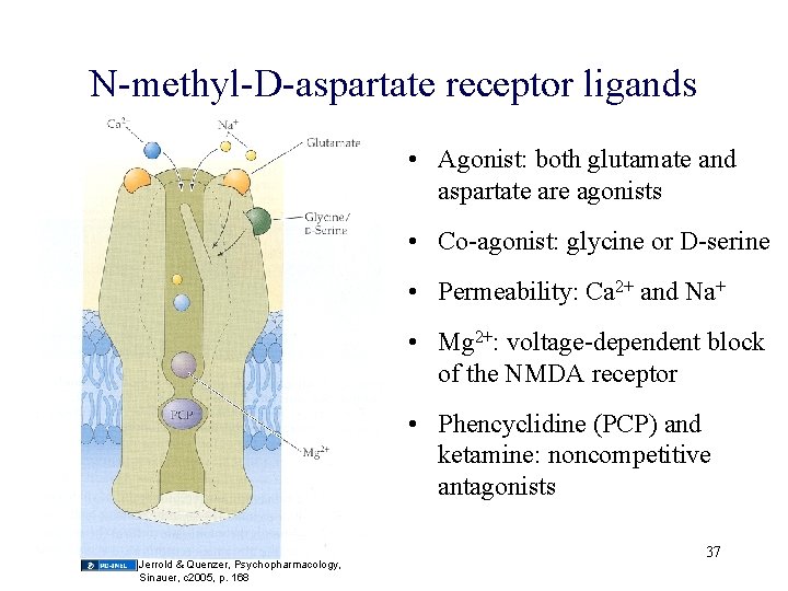 N-methyl-D-aspartate receptor ligands • Agonist: both glutamate and aspartate are agonists • Co-agonist: glycine