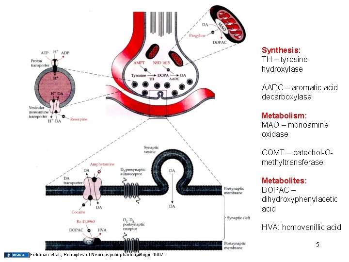 Synthesis: TH – tyrosine hydroxylase AADC – aromatic acid decarboxylase Metabolism: MAO – monoamine