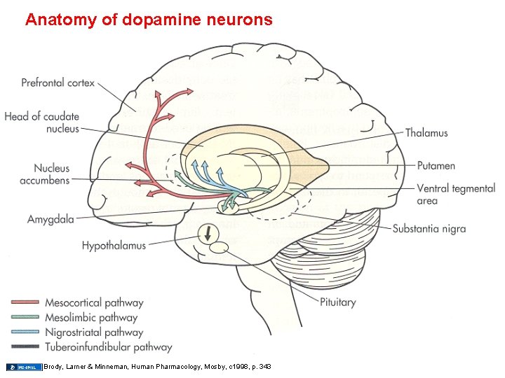 Anatomy of dopamine neurons 6 Brody, Larner & Minneman, Human Pharmacology, Mosby, c 1998,