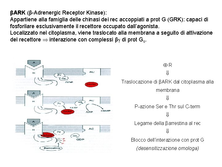 βARK (β-Adrenergic Receptor Kinase): Appartiene alla famiglia delle chinasi dei rec accoppiati a prot