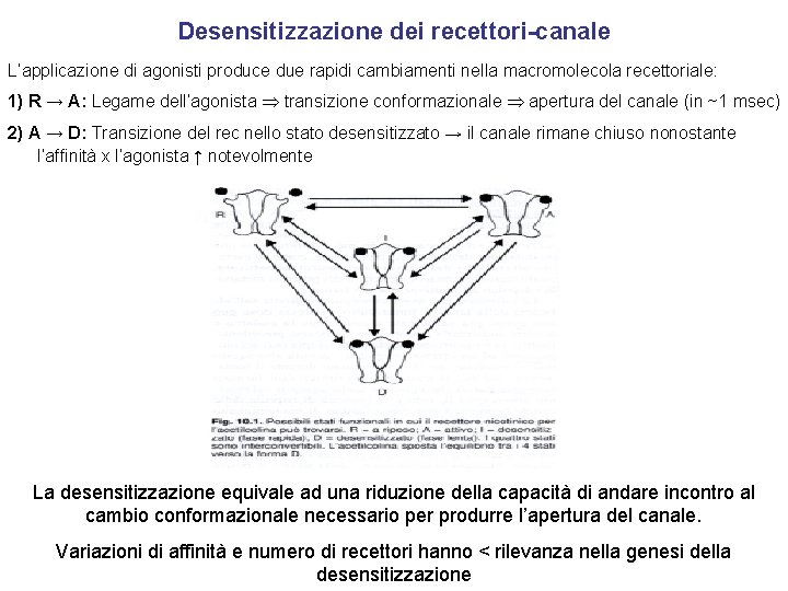 Desensitizzazione dei recettori-canale L’applicazione di agonisti produce due rapidi cambiamenti nella macromolecola recettoriale: 1)