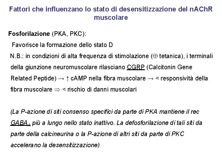 Fattori che influenzano lo stato di desensitizzazione del n. ACh. R muscolare Fosforilazione (PKA,