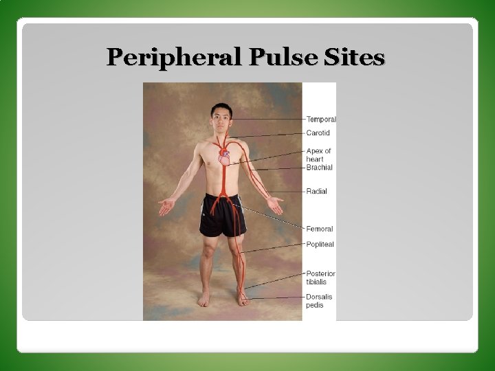 Peripheral Pulse Sites 