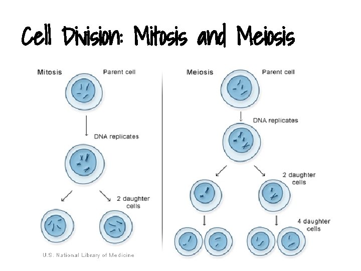 Cell Division: Mitosis and Meiosis 