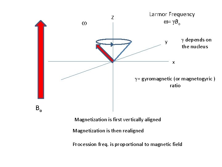 w Larmor Frequency w= g. Bo Z g depends on the nucleus y x