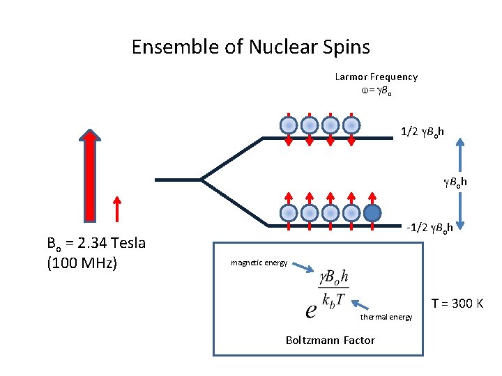Ensemble of Nuclear Spins Larmor Frequency w= g. Bo 1/2 g. Boh Bo =
