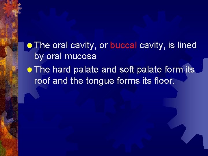 ® The oral cavity, or buccal cavity, is lined by oral mucosa ® The