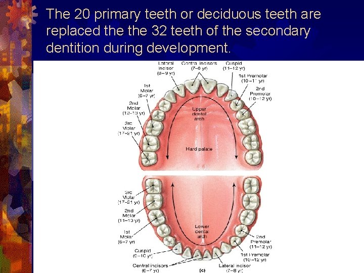 The 20 primary teeth or deciduous teeth are replaced the 32 teeth of the
