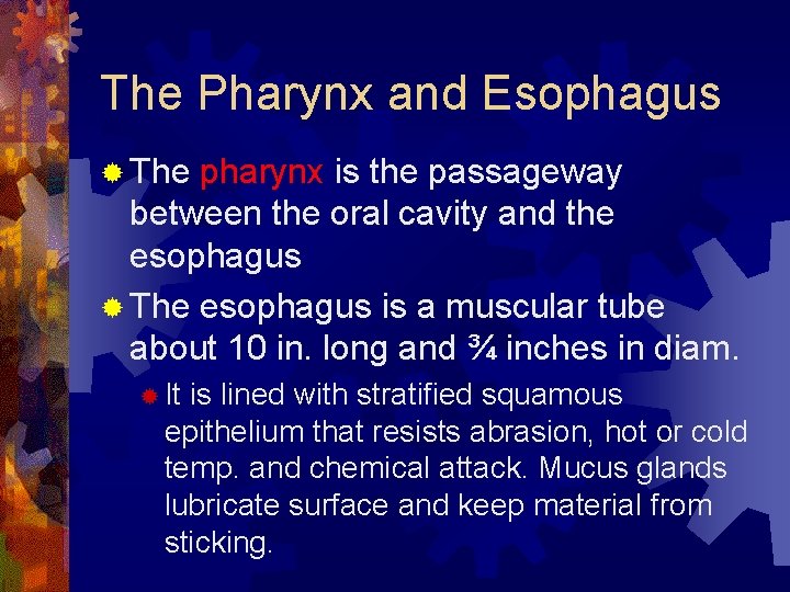 The Pharynx and Esophagus ® The pharynx is the passageway between the oral cavity