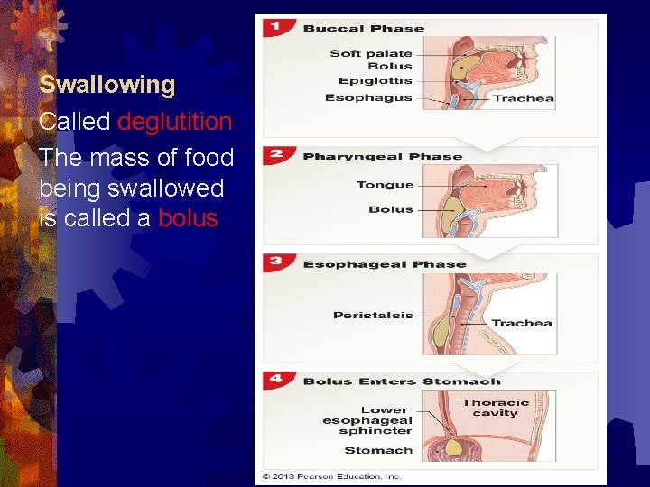 Swallowing Called deglutition The mass of food being swallowed is called a bolus 
