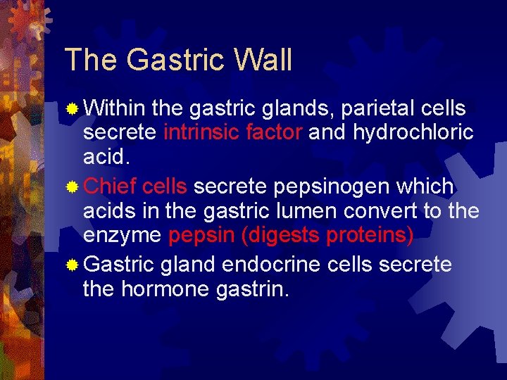 The Gastric Wall ® Within the gastric glands, parietal cells secrete intrinsic factor and