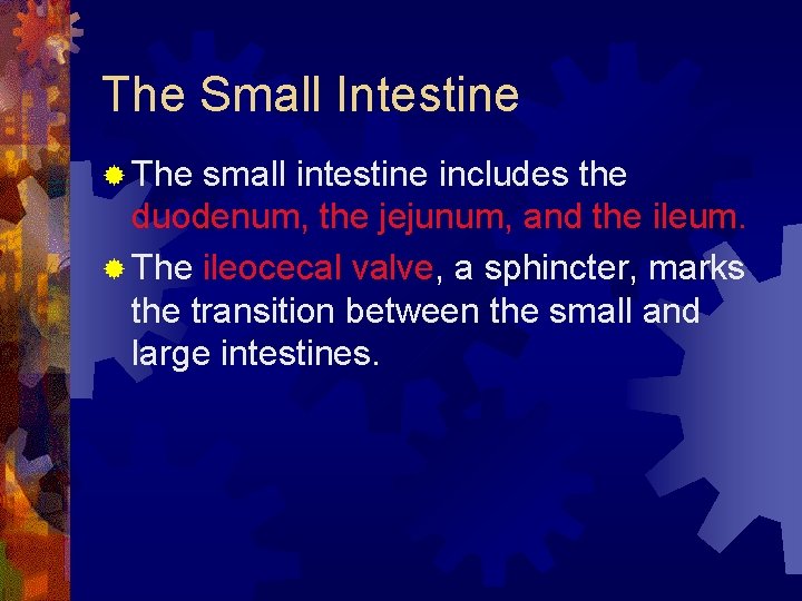 The Small Intestine ® The small intestine includes the duodenum, the jejunum, and the