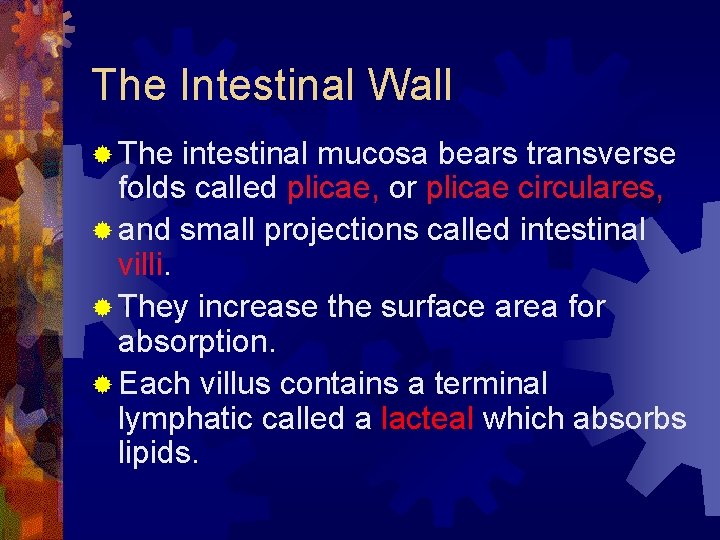 The Intestinal Wall ® The intestinal mucosa bears transverse folds called plicae, or plicae