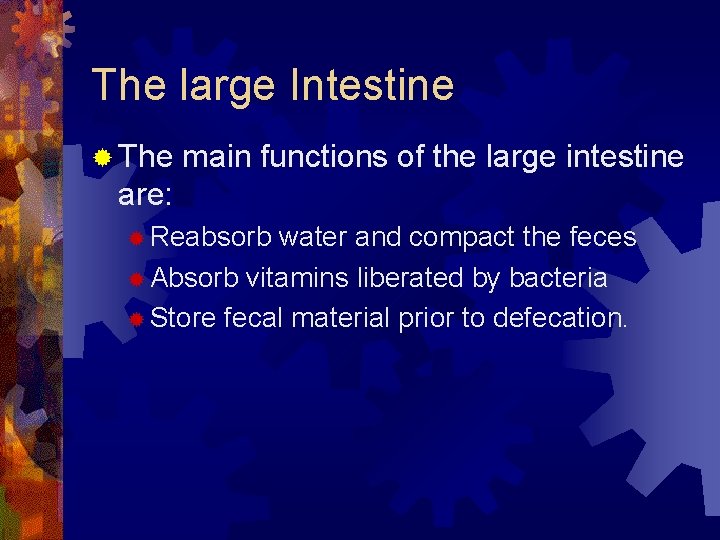 The large Intestine ® The main functions of the large intestine are: ® Reabsorb