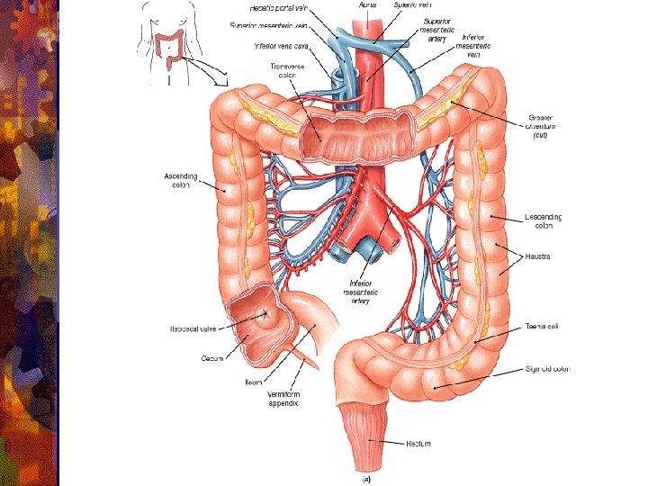 The Digestive System Introduction The Digestive System Consists