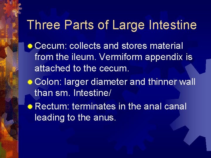 Three Parts of Large Intestine ® Cecum: collects and stores material from the ileum.