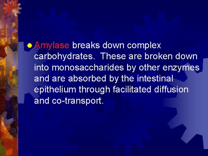 ® Amylase breaks down complex carbohydrates. These are broken down into monosaccharides by other
