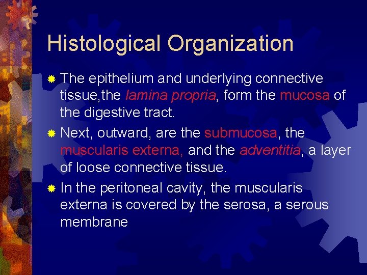 Histological Organization ® The epithelium and underlying connective tissue, the lamina propria, form the