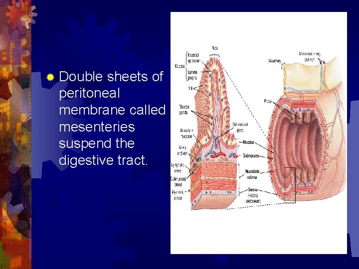® Double sheets of peritoneal membrane called mesenteries suspend the digestive tract. 