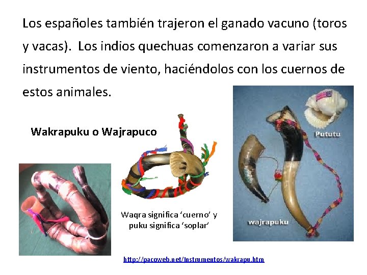 Los españoles también trajeron el ganado vacuno (toros y vacas). Los indios quechuas comenzaron