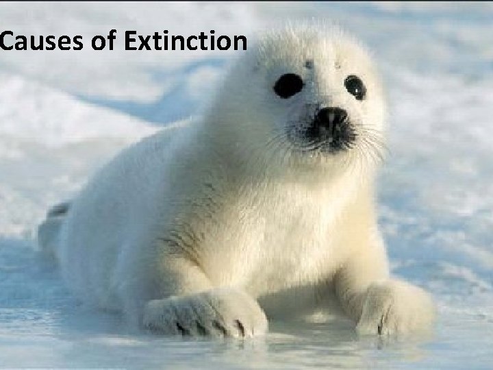 Causes of Extinction 