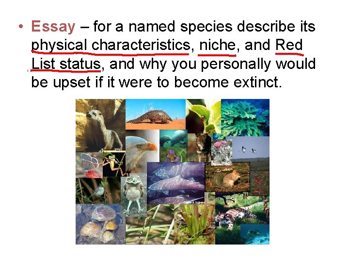  • Essay – for a named species describe its physical characteristics, niche, and