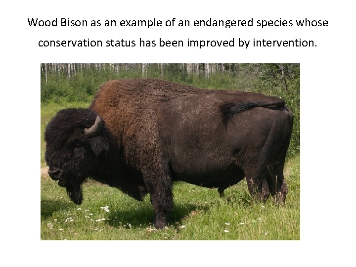Wood Bison as an example of an endangered species whose conservation status has been