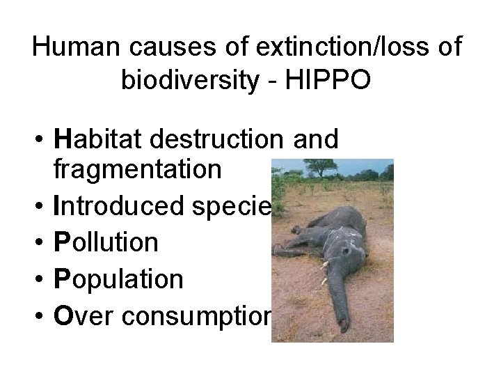 Human causes of extinction/loss of biodiversity - HIPPO • Habitat destruction and fragmentation •